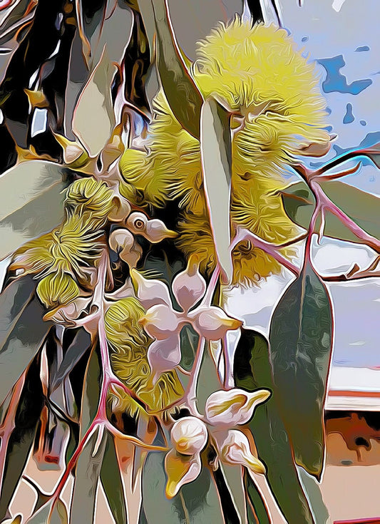 Yellow Gum with Pods shirleyadamsphotography