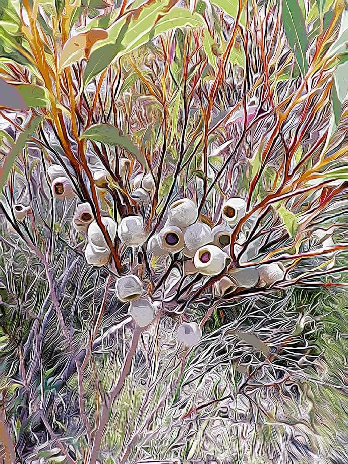 Eucalyptus Pods shirleyadamsphotography