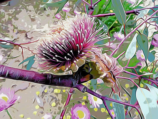 Large Fruited Mallee Blossom shirleyadamsphotography