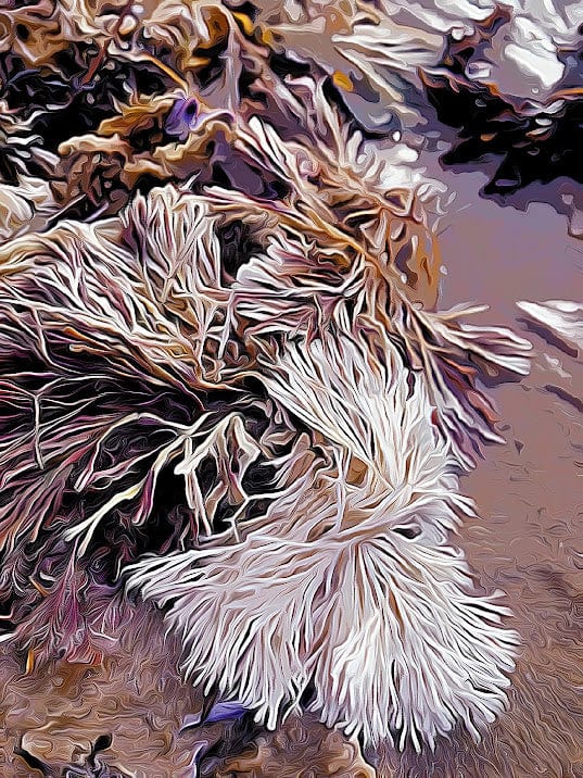 Soft Corals Washed Ashore shirleyadamsphotography