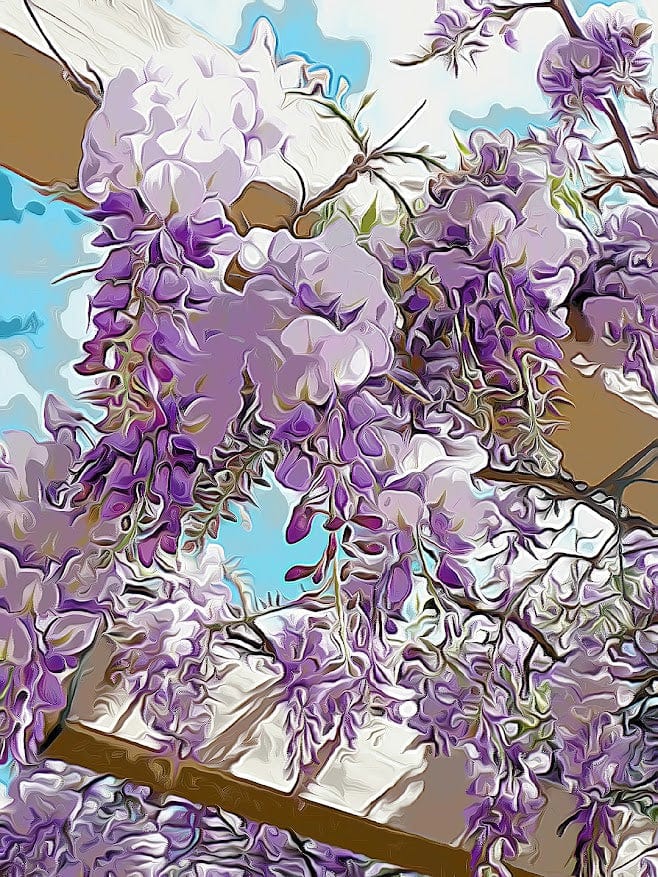 Wisteria shirleyadamsphotography