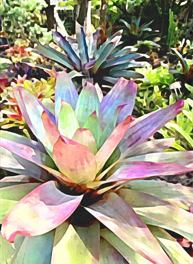 Giant Bromeliad shirleyadamsphotography