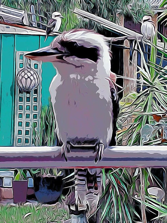 Kookaburras shirleyadamsphotography