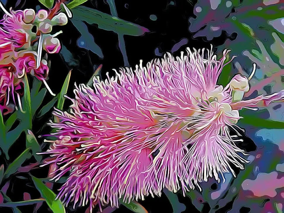 Pink Bottlebrush shirleyadamsphotography