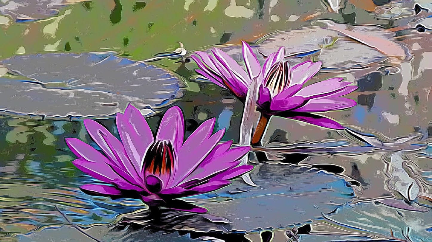 Water Lillies shirleyadamsphotography