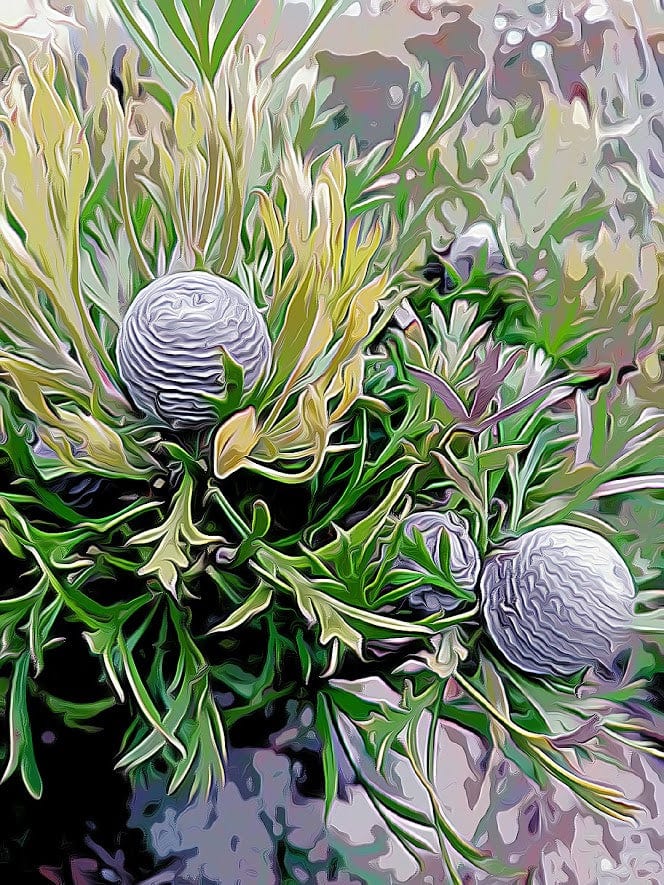 Banksia Pods shirleyadamsphotography