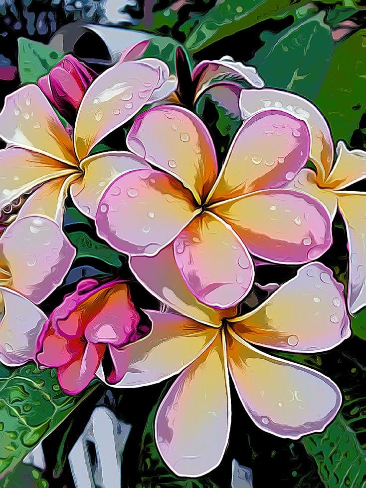 Pink Tropical Frangipani shirleyadamsphotography