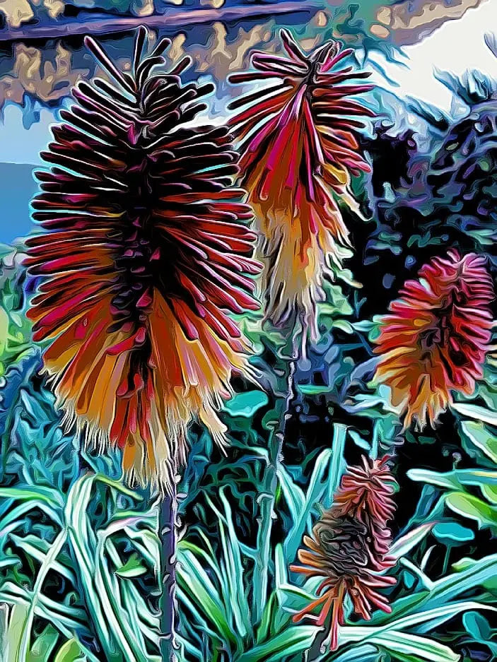 Red Hot Pokers shirleyadamsphotography