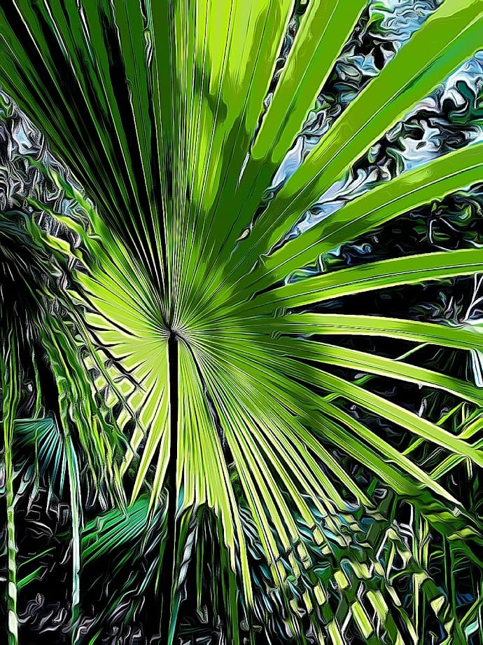 Fan Palm shirleyadamsphotography