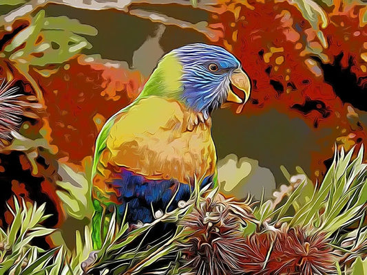 Rainbow Lorikeet shirleyadamsphotography