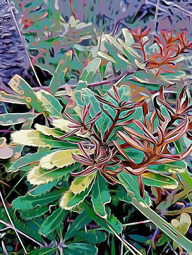 Banksia Leaves shirleyadamsphotography